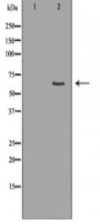 FAAH Antibody