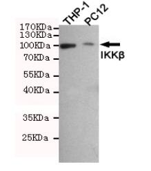 IKKβ Mouse mAb