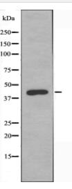 DUSP9 Antibody