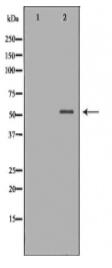 HDAC1 Antibody