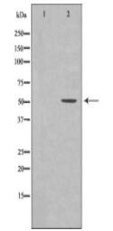 DOK1 Antibody