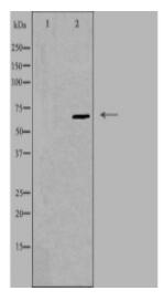 EPN2 Antibody