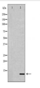 HIST2H4A Antibody