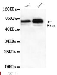 Ikaros(C-term) Mouse mAb