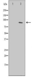 ERCC3 Antibody