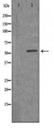 EMR4 Antibody