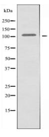 GABBR1 Antibody