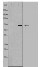 EMR3 Antibody
