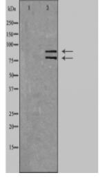 hnRNP M Antibody