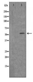FZD2 Antibody