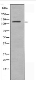 ERCC5 Antibody
