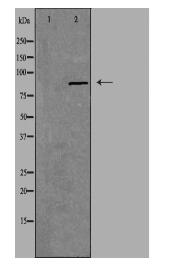CSGLCAT Antibody