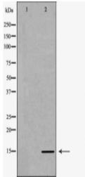 Histone H3K36me1 Antibody