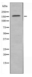 CUTL1 Antibody