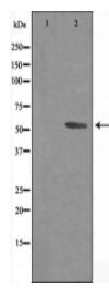 Cytochrome P450 3A43 Antibody
