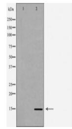 Histone H3K79me1 Antibody