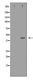 CD244 Antibody