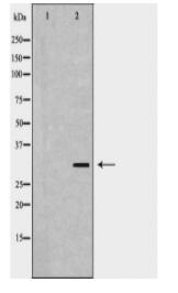 DCK Antibody
