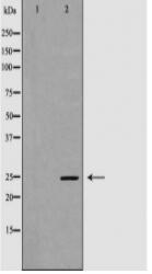 GPX5 Antibody