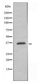 GPR157 Antibody