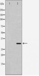 HMOX1 Antibody