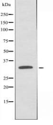 GPR32 Antibody