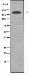 DOCK1 Antibody