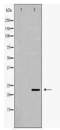 CRADD Antibody