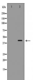 FIGF Antibody
