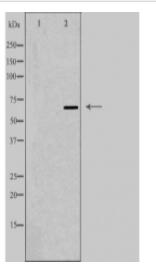 GPR107 Antibody