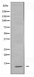 Histone H4 (Acetyl-Lys5) Antibody