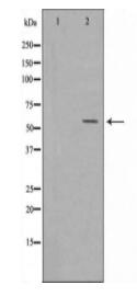 GLU2B Antibody