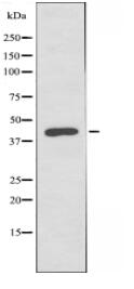 FOXB1/2 Antibody
