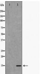 Histone H3 Antibody