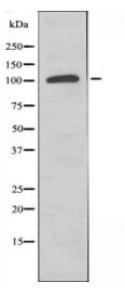 E2AK3 Antibody