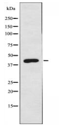 GPR150 Antibody