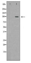 HCN1 Antibody