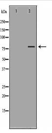 TICAM1 Antibody