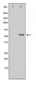 LIPI Antibody