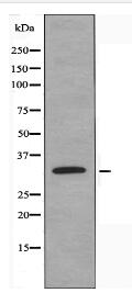 PITPNB Antibody