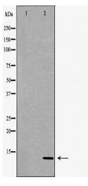 S100A4 Antibody