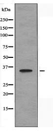 TAS2R48 Antibody