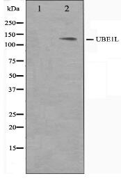 UBE1L Antibody