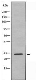 MDFI Antibody