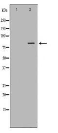 TRAP1 Antibody