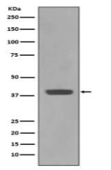 Maltose Binding Protein Antibody