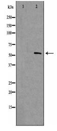 Nuclear Factor 1 Antibody