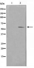 Pim-1 Antibody