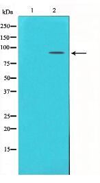 mGluR2/3 Antibody