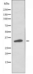 OR2I1 Antibody